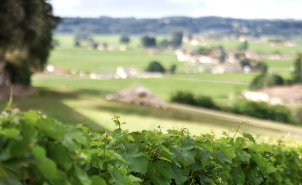 Domaine de Barricot